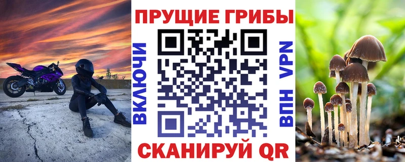 где найти   Всеволожск  Галлюциногенные грибы GOLDEN TEACHER 